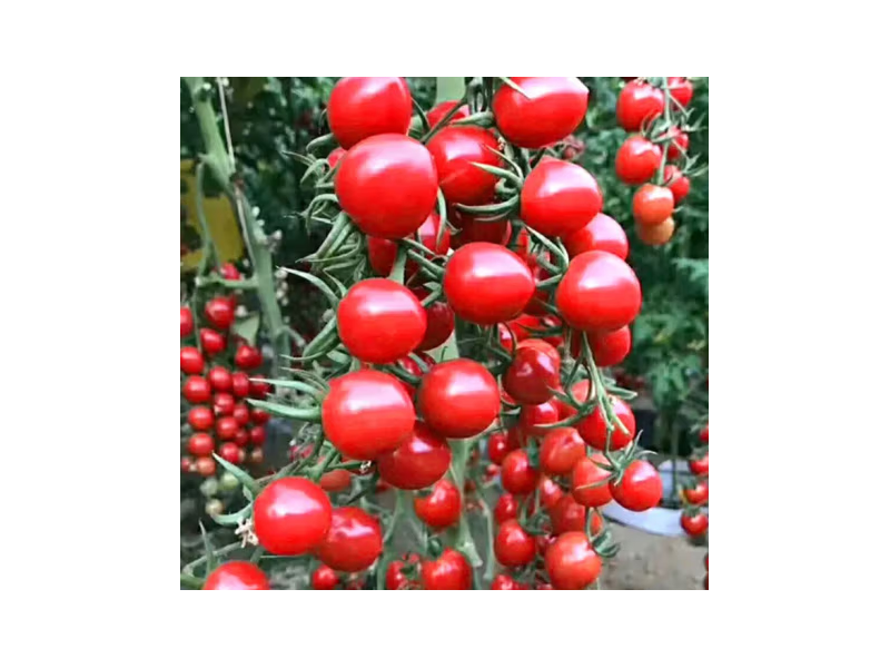 圣女果種子小西紅柿櫻桃小番茄西紅柿種子 溫室大棚春冬季播種四季盆栽種菜高產 櫻桃番茄（約300粒）