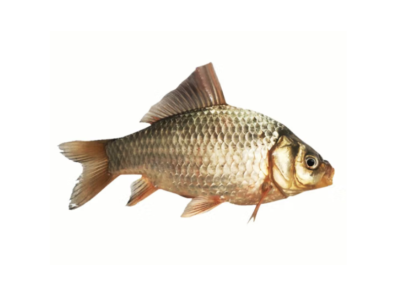 淡水魚生態鯽魚 土鯽魚400g（凈膛）現捕自然長鮮活現殺生鮮水產 現殺4-6條